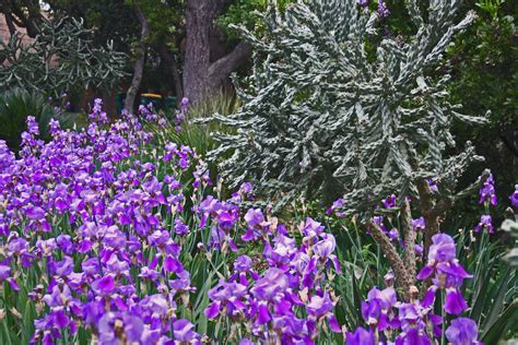 Do Deer Eat Iris Flowers - FLOWERS BHQ