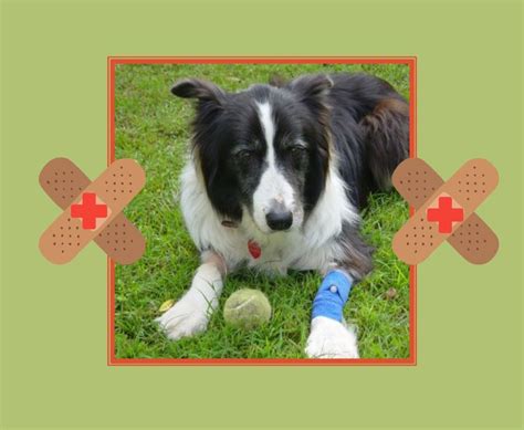 Feature talk: First aid for dogs, Redland City Council Library ...