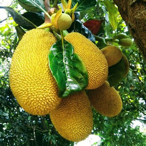 Uses Of Jackfruit Tree at Page Koenig blog