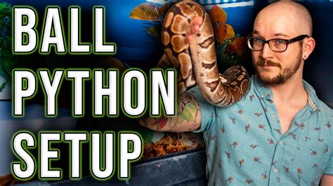 Wicked Wicked Reptiles Ball Python 的图像结果