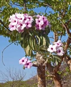 Fulmala Nursery Adenium Plant Price in India - Buy Fulmala Nursery ...