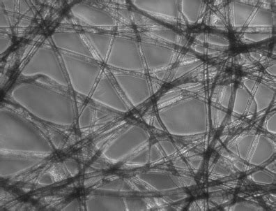 Optical Microscopy Application: Phase Contrast | Edmund Optics