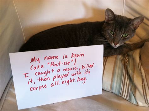 Cat Shaming Mouse