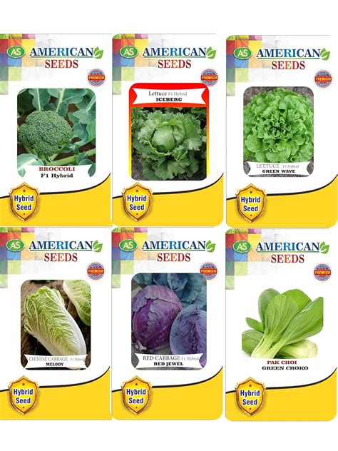 Hybrid Vegetables and Salad leaves Seeds Combo(Pack of 6, 300+ Seeds ...