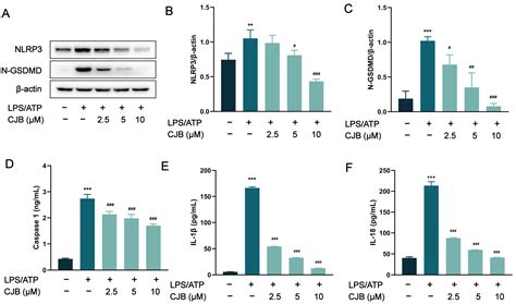 Chlojaponilactone B Attenuates THP-1 Macrophage Pyroptosis by ...