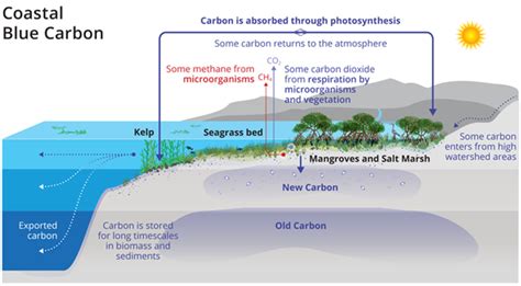 Blue Carbon: Importance in Climate Change Mitigation