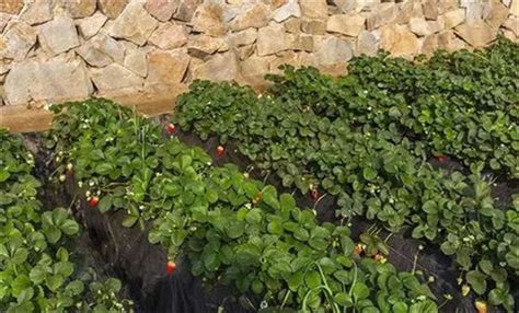 草莓的年发育周期可分为哪几个阶段 - 农业百科