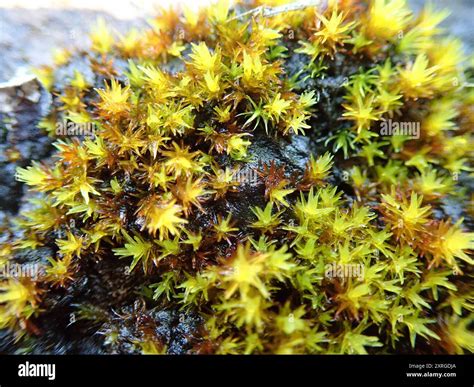 transparent fork-moss (Dichodontium pellucidum) Plantae Stock Photo - Alamy