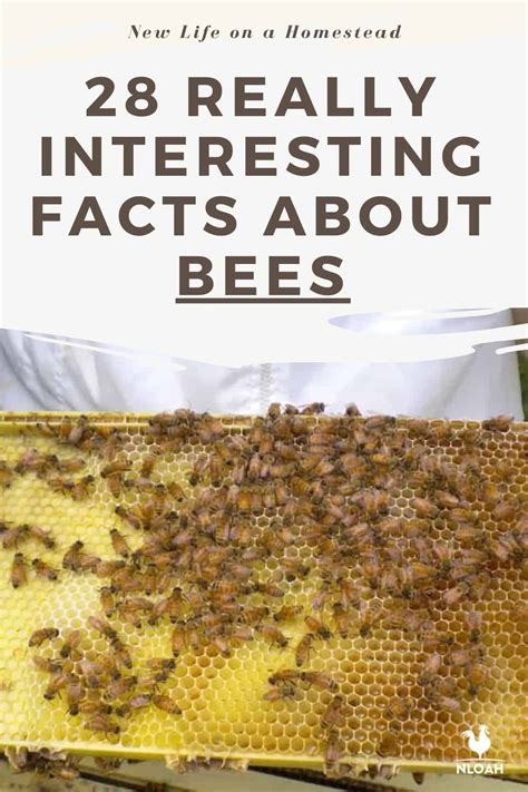 30 Really Interesting Facts About Bees in 2025 | Fun facts about bees, Honey bee facts, Bee facts