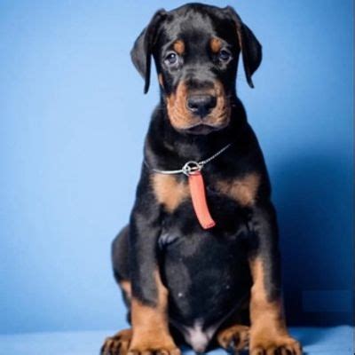 Best Quality Doberman Puppies available in India | The Dog Farm