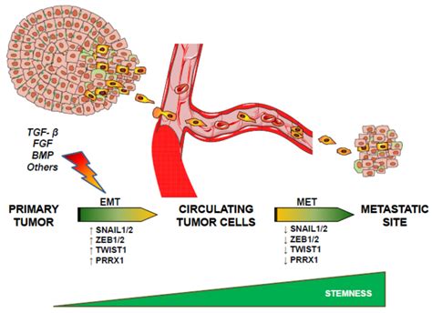 New Insights into the Crossroads between EMT and Stemness in the ...