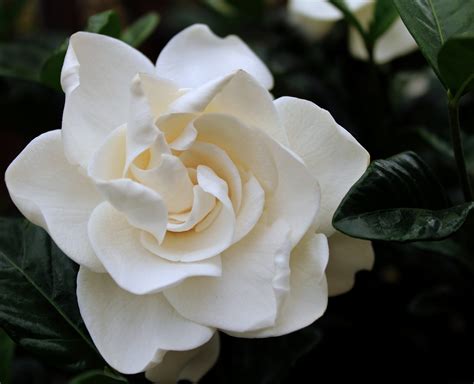 25 Best-Smelling Flowers for an Amazingly Fragrant Garden