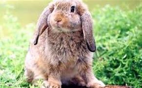 Image result for American Lop