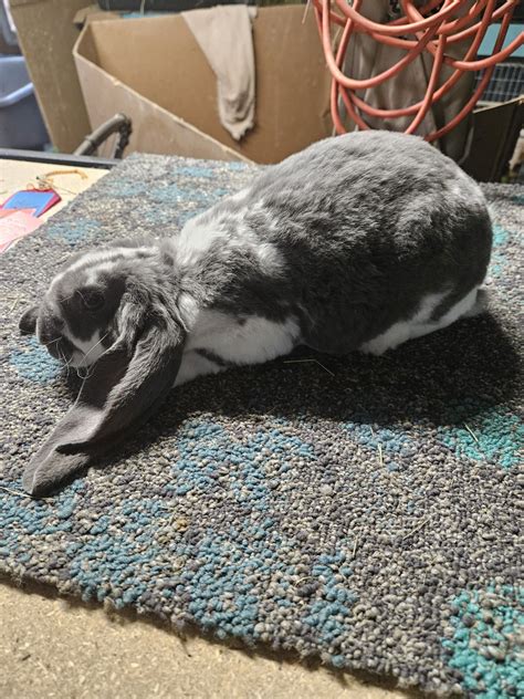 Velveteen Lop Rabbit for sale in Lewiston, New York | $100