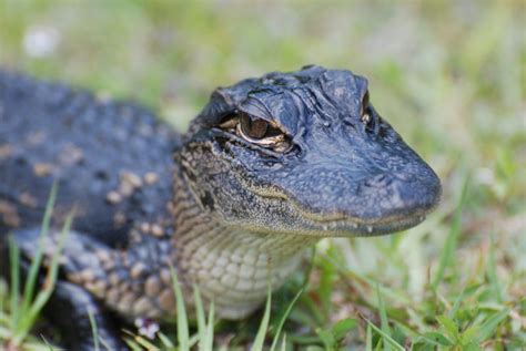 Measure Performance with Evaluations - Phoenix Recipe Product PNG Wallpaper Recipe Wallpaper Recipe