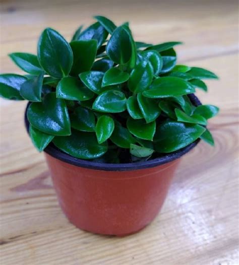 TEARDROP PEPEROMIA GREEN | TheGreenyard.in