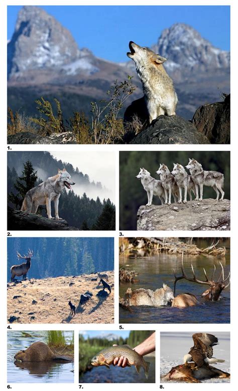 Image result for Wolves System in Yellowstone