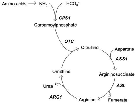 Hyperammonaemic Encephalopathy Caused by Adult-Onset Ornithine ...