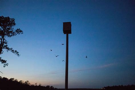 Going Batty for Bats!, Fort McAllister State Historic Park, Richmond ...
