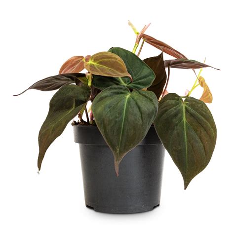 Philodendron micans Houseplants - Velvet Leaf Philodendron | Hortology