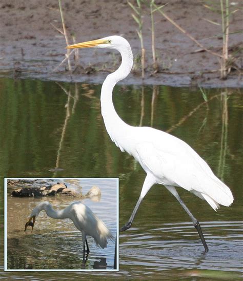 The Big White Bird – Manzanillo Sun