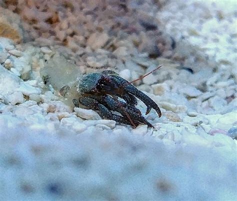 Hermit Crab Molting