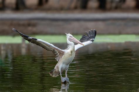 Comparing Delta Flight DL275 Diverted LAX: Which Major Diversion Stands ...