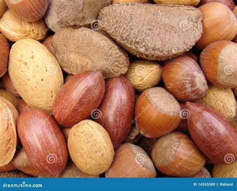 Nuts in Shells 3 stock image. Image of essential, energy - 14265589