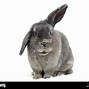 Image result for Gray Cute Baby Bunny