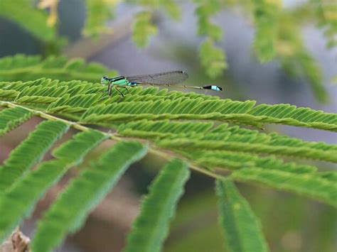 Insect on leaf | Premium Photo