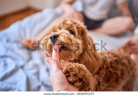 Image result for Cockapoo Girl