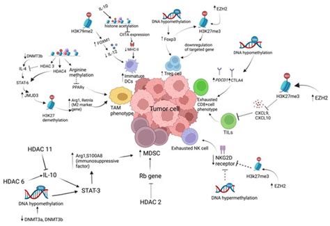 Targeting Epigenetic Mechanisms: A Boon for Cancer Immunotherapy