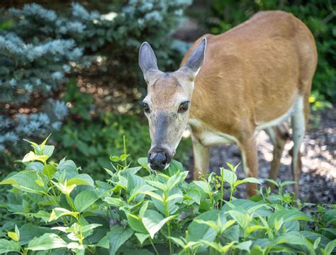 Keep Deer Away From Your Yard With These 6 Plants