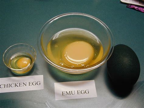 Protein In Emu Egg at Ebony Heritage blog
