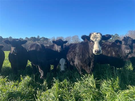 South Carolina Agriculture 的图像结果