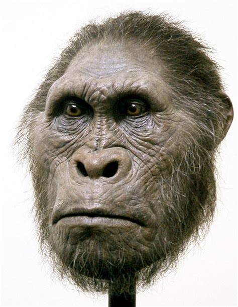 Australopithecus Sounds 的图像结果