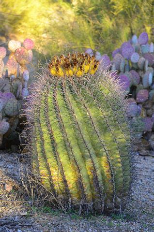 Cactus Plants Images: A Stunning Visual Journey Through the World of D ...