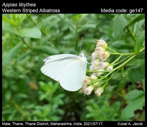 Appias libythea | Butterfly