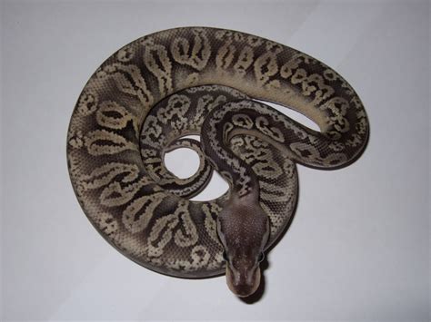 Image result for Silver Ball Python