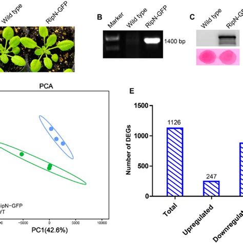 Image result for Transcriptome Analysis