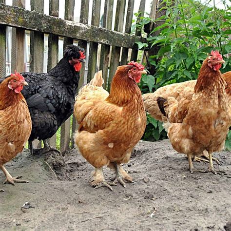 How to look after Baby Chicks – Beginner’s Guide
