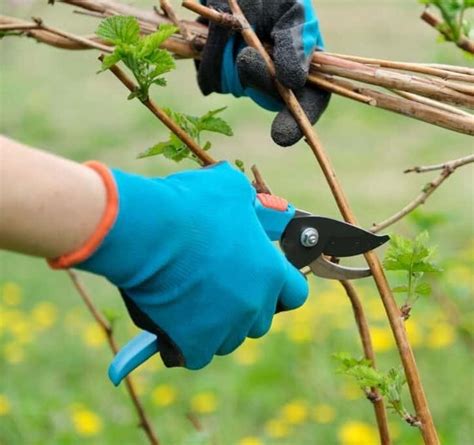 Image result for Raspberry Pruning Basics