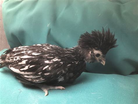 Silver Laced Polish Chickens