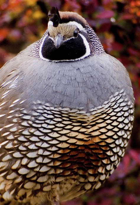30 Extremely Astonishing Facts About the California Valley Quail ...