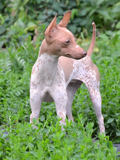 The 4 hairless dog breeds all you need to know – Artofit