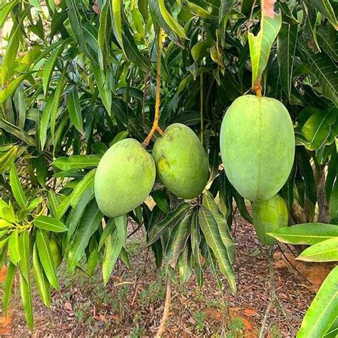 IXORA Mango Malgova Mulgoba Variety Grafted Aam Fruit Live Plants ...