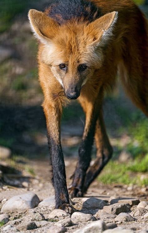 Maned Wolves 的图像结果