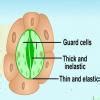 Draw well lebelled diagram of stomata - Brainly.in