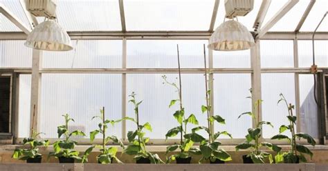 Here's how desk plants can reduce stress at work - IBTimes India