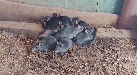爱沙尼亚民众发现极罕见“鼠王现象” 13只老鼠尾巴缠在一起